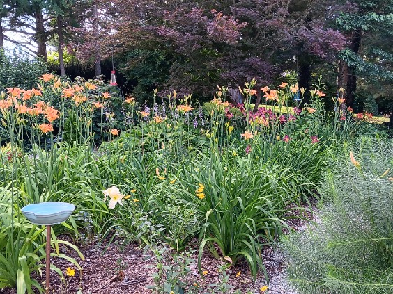 Garden photo